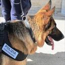 Il cane Jedro dei cinofili della Polizia Penitenziaria fiuta la droga all'ingresso colloqui anche se le dosi erano rimaste nell'auto