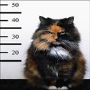 Russia, gatto spacciatore trasportava droga in carcere: bloccato dalla polizia con 6 grammi di hashish e 2 grammi di anfetamina